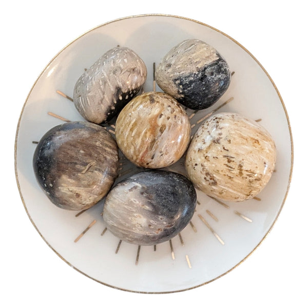 Fossil Palm Wood Tumblestone - Palmoxylon - Root Chakra - Stone for Virgo - Protection Stone