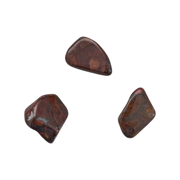 Mary Ellen Stromatolite Tumblestone - Realigns Energies - Creates Balance - Fossil Stone