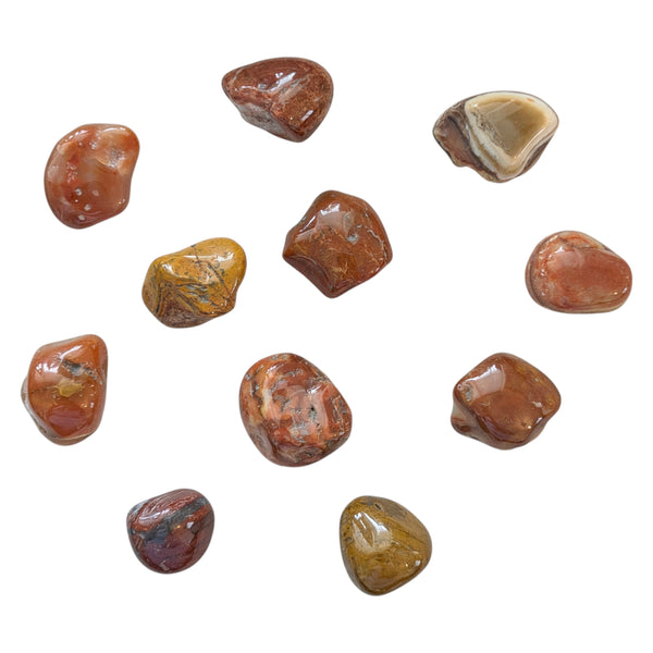 Petrified Wood Tumblestone - Fossil Stone - Calms Scattered Energies