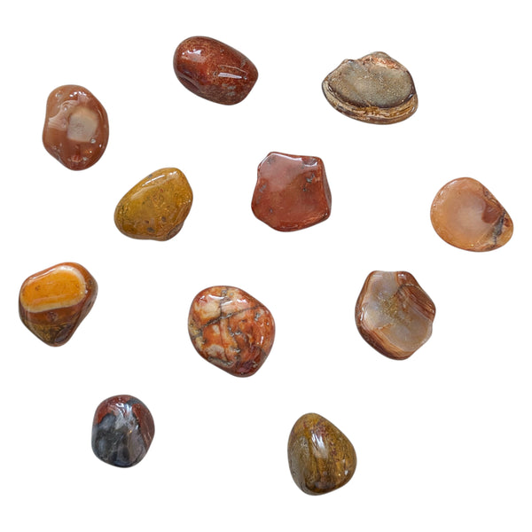 Petrified Wood Tumblestone - Fossil Stone - Calms Scattered Energies