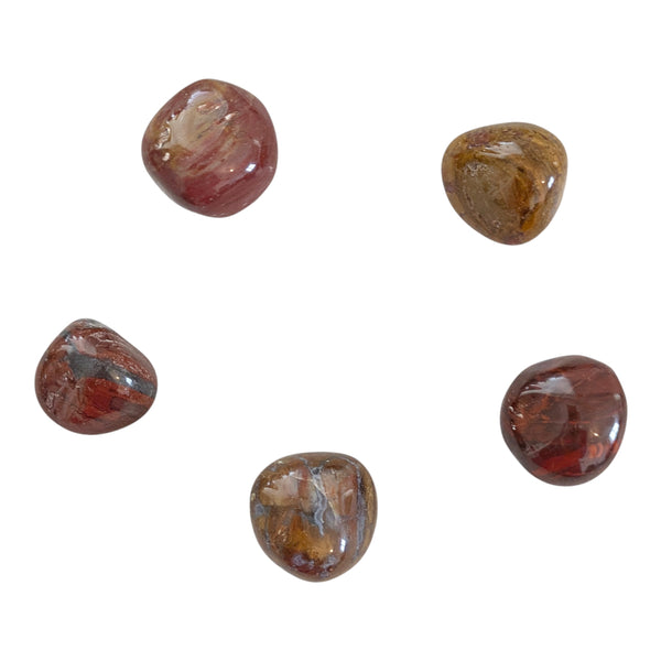Petrified Wood Tumblestone - Fossil Stone - Root Chakra Healing crystal