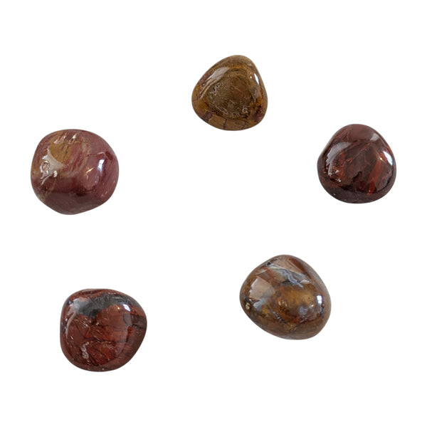 Petrified Wood Tumblestone - Fossil Stone - Root Chakra Healing crystal