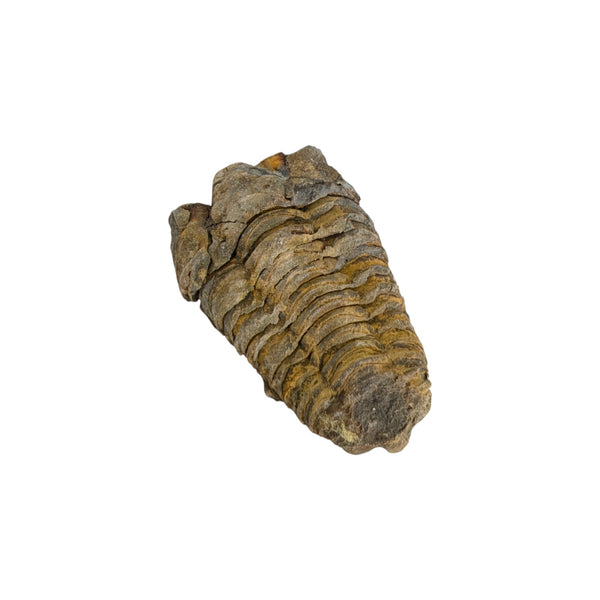 Calymene Trilobite Fossil from Morocco - Sold As Seen - Collectors Specimen