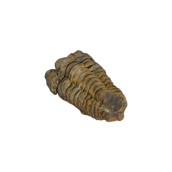 Calymene Trilobite Fossil from Morocco - Sold As Seen - Collectors Specimen