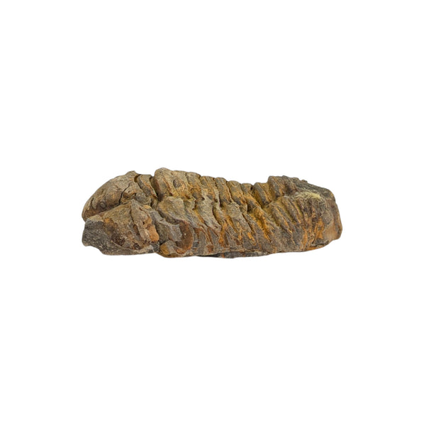 Calymene Trilobite Fossil from Morocco - Sold As Seen - Collectors Specimen