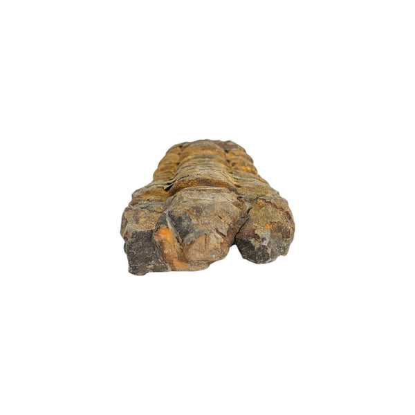 Calymene Trilobite Fossil from Morocco - Sold As Seen - Collectors Specimen