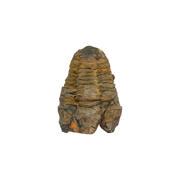 Calymene Trilobite Fossil from Morocco - Sold As Seen - Collectors Specimen