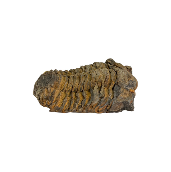 Calymene Trilobite Fossil from Morocco - Sold As Seen - Collectors Specimen