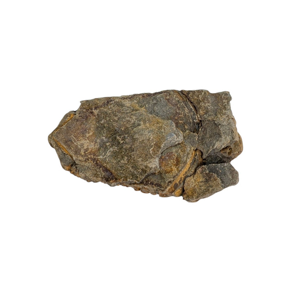 Calymene Trilobite Fossil from Morocco - Sold As Seen - Collectors Specimen