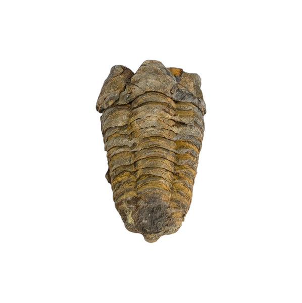 Calymene Trilobite Fossil from Morocco - Sold As Seen - Collectors Specimen