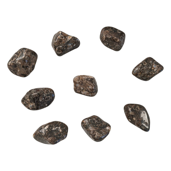 Turritella Agate Tumblestone