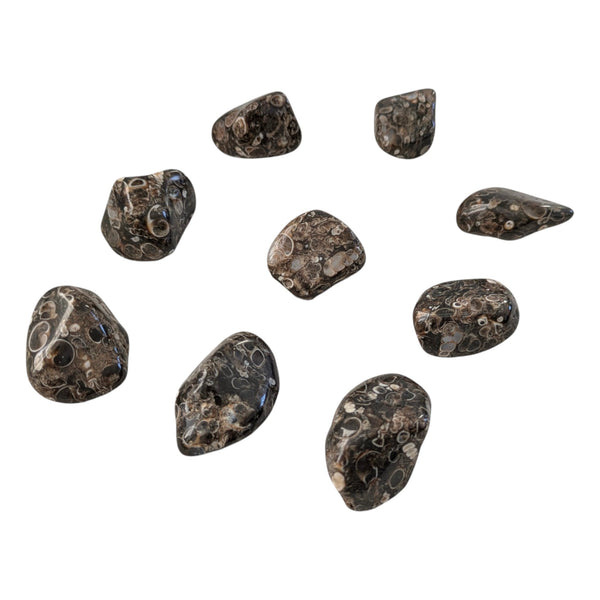 Turritella Agate Tumblestone