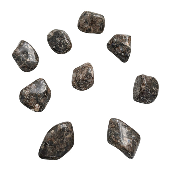 Turritella Agate Tumblestone