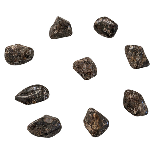 Turritella Agate Tumblestone