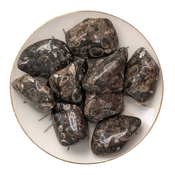 Turritella Agate Tumblestone