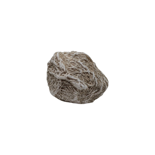 Desert Rose Specimen (Sm)