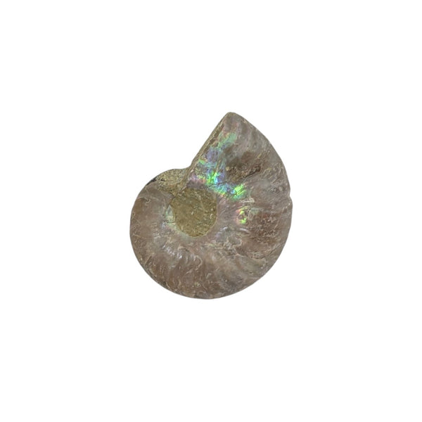 Aragonite Ammonite Fossil (Madagascan) - Sold As Seen - Iridescent Shelled Cephalopod