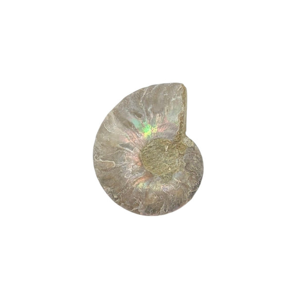 Aragonite Ammonite Fossil (Madagascan) - Sold As Seen - Iridescent Shelled Cephalopod