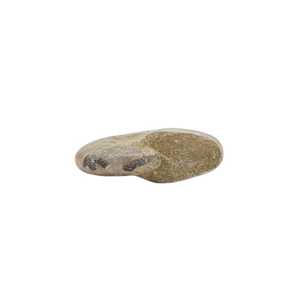 Aragonite Ammonite Fossil (Madagascan) - Sold As Seen - Iridescent Shelled Cephalopod