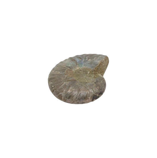 Aragonite Ammonite Fossil (Madagascan) - Sold As Seen - Iridescent Shelled Cephalopod