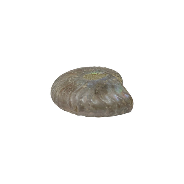 Aragonite Ammonite Fossil (Madagascan) - Sold As Seen - Iridescent Shelled Cephalopod
