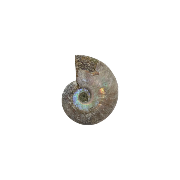 Aragonite Ammonite Fossil (Madagascan) - Sold As Seen - Iridescent Shelled Cephalopod