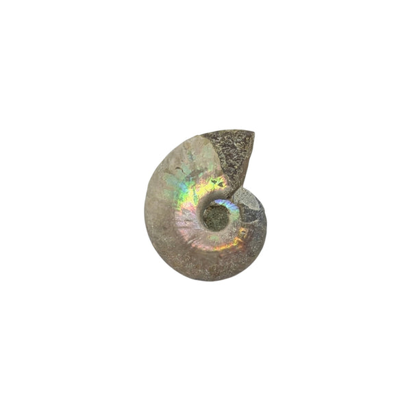 Aragonite Ammonite Fossil (Madagascan) - Sold As Seen - Iridescent Shelled Cephalopod