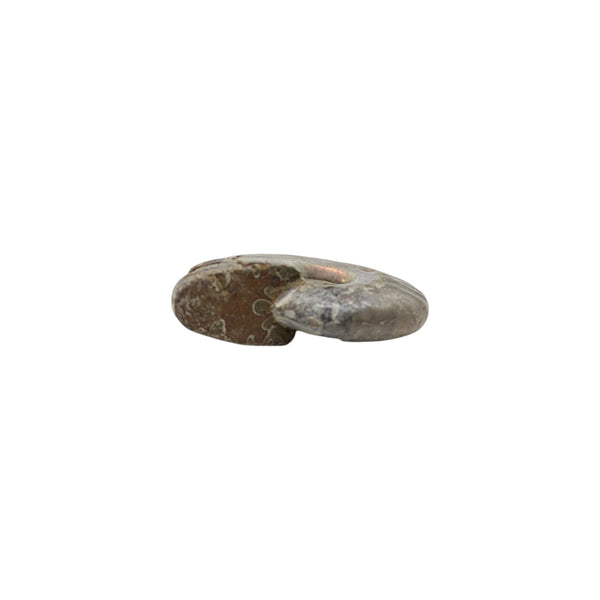 Aragonite Ammonite Fossil (Madagascan) - Sold As Seen - Iridescent Shelled Cephalopod