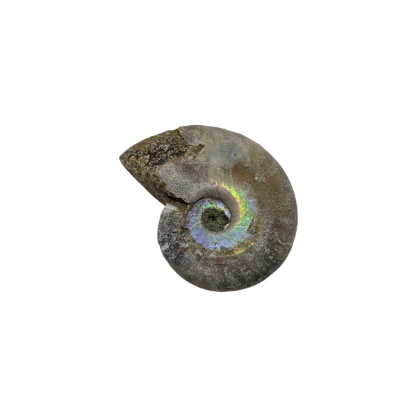 Aragonite Ammonite Fossil (Madagascan) - Sold As Seen - Iridescent Shelled Cephalopod