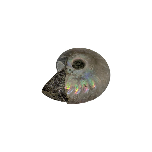 Aragonite Ammonite Fossil (Madagascan) - Sold As Seen - Iridescent Shelled Cephalopod
