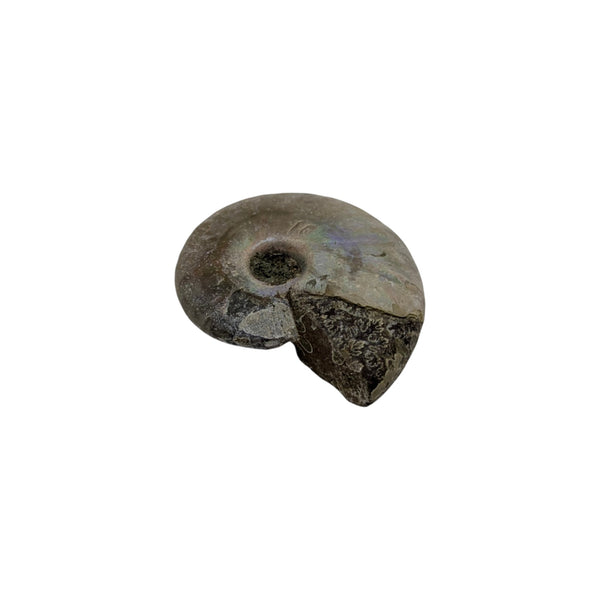 Aragonite Ammonite Fossil (Madagascan) - Sold As Seen - Iridescent Shelled Cephalopod