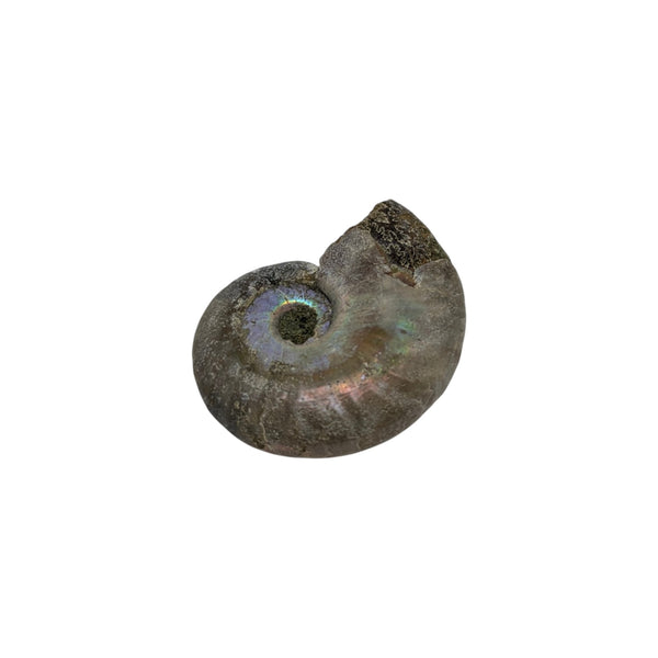 Aragonite Ammonite Fossil (Madagascan) - Sold As Seen - Iridescent Shelled Cephalopod