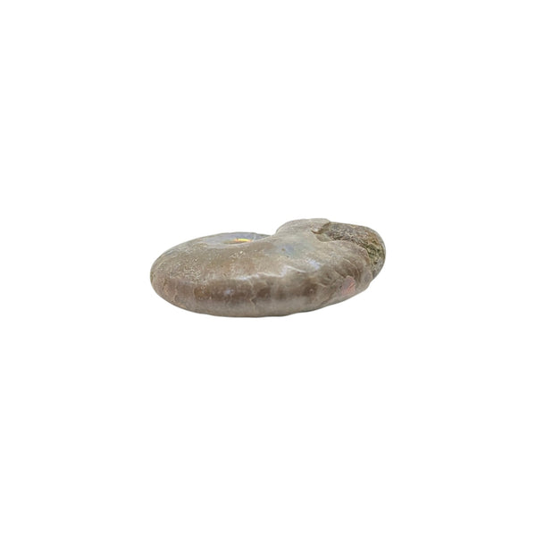 Aragonite Ammonite Fossil (Madagascan) - Sold As Seen - Iridescent Shelled Cephalopod