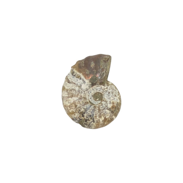 Aragonite Ammonite Fossil (Madagascan)