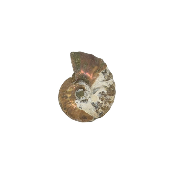 Aragonite Ammonite Fossil (Madagascan)