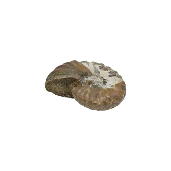 Aragonite Ammonite Fossil (Madagascan)