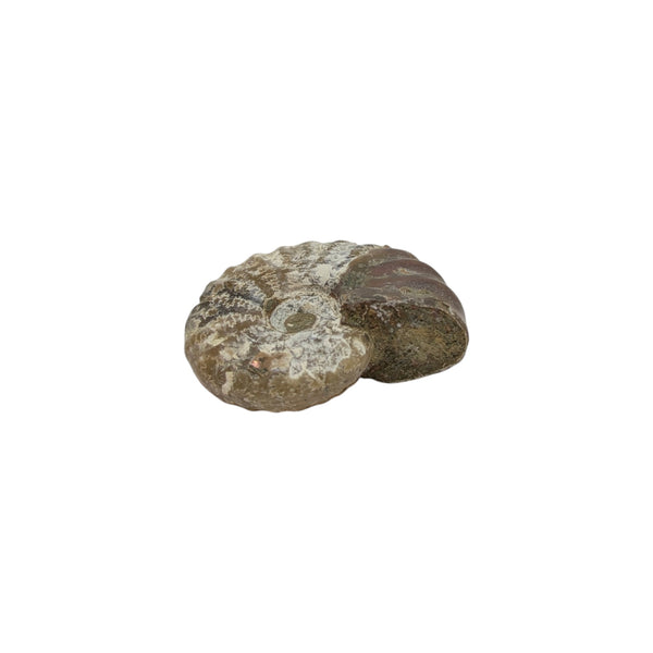 Aragonite Ammonite Fossil (Madagascan)
