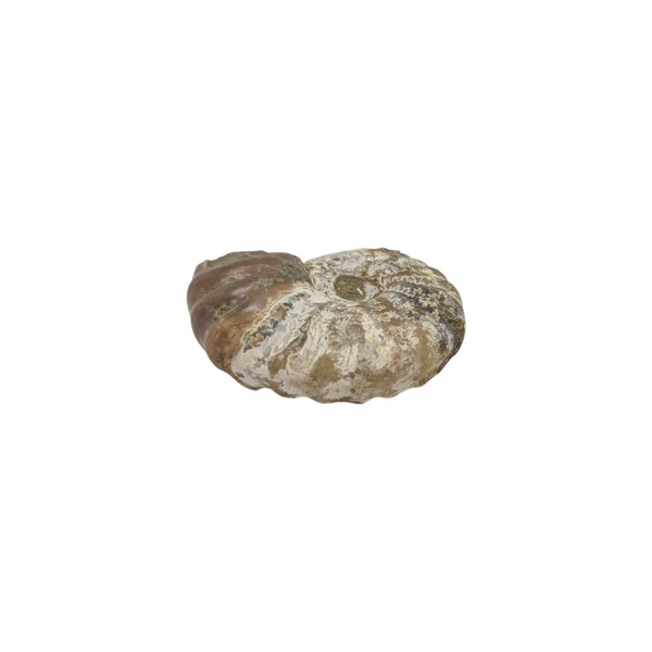 Aragonite Ammonite Fossil (Madagascan)