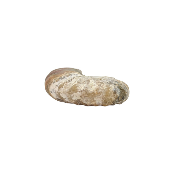 Aragonite Ammonite Fossil (Madagascan)
