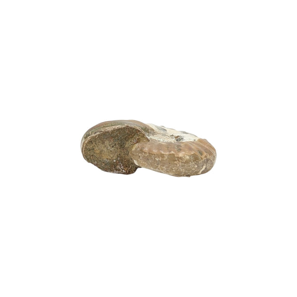 Aragonite Ammonite Fossil (Madagascan)