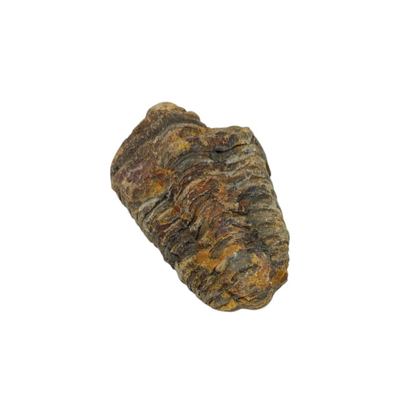Calymene Trilobite Fossil from Morocco