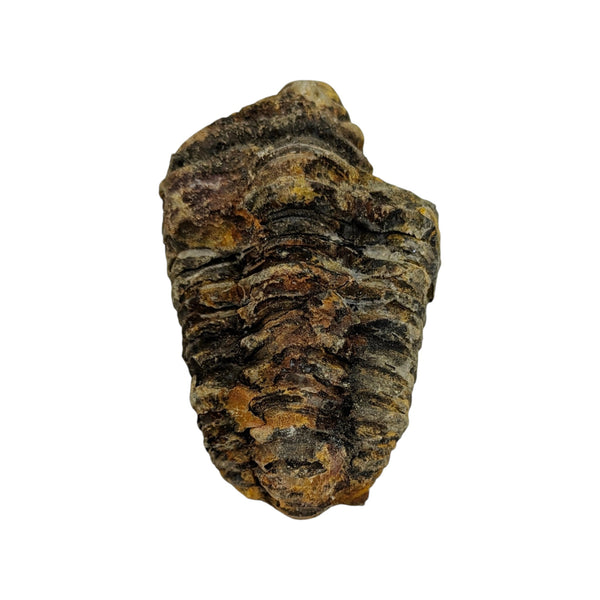 Calymene Trilobite Fossil from Morocco