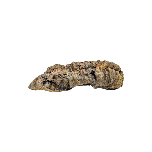 Calymene Trilobite Fossil from Morocco
