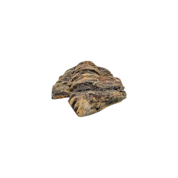 Calymene Trilobite Fossil from Morocco