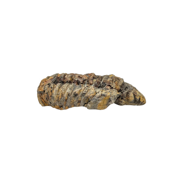 Calymene Trilobite Fossil from Morocco