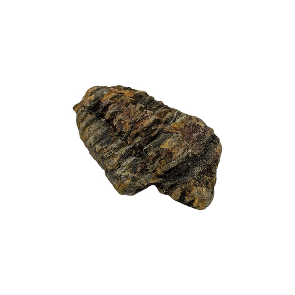 Calymene Trilobite Fossil from Morocco