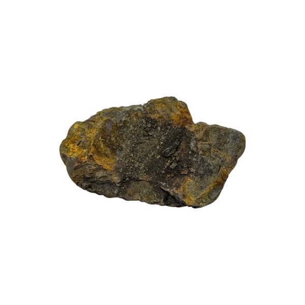 Calymene Trilobite Fossil from Morocco