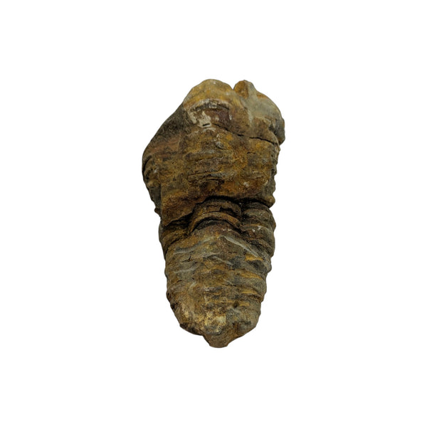 Calymene Trilobite Fossil from Morocco - Sold As Seen - 6cms x 3cms - Collectors Specimen