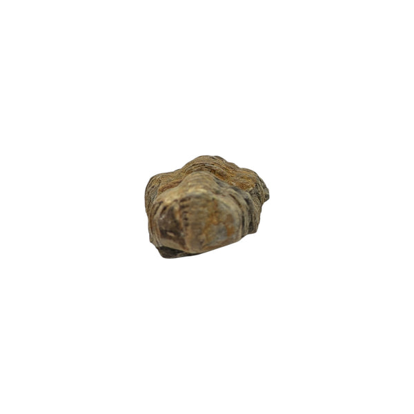 Calymene Trilobite Fossil from Morocco - Sold As Seen - 6cms x 3cms - Collectors Specimen