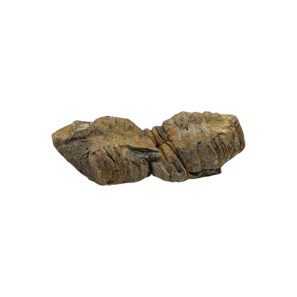 Calymene Trilobite Fossil from Morocco - Sold As Seen - 6cms x 3cms - Collectors Specimen
